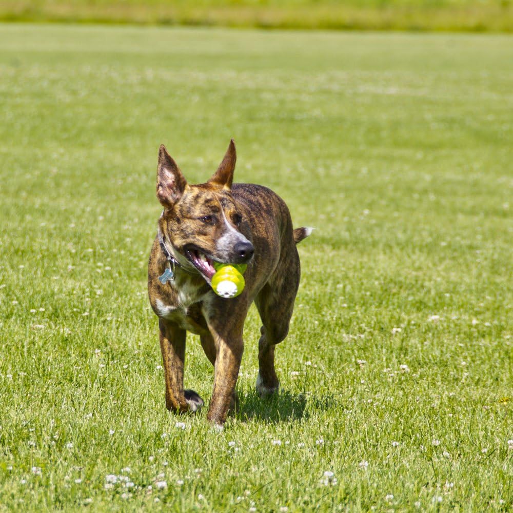 Hyper-Pet-Hyper-Squawkers-Dog